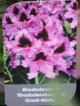 Rhododendron ´Graal Müritz´ Rododendron 'Graal Müritz' Nelen pro zelen etiketa