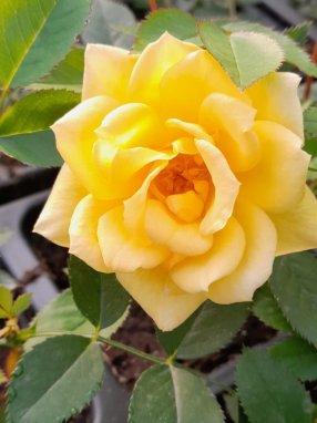 Rosa 'Golden Sun' Růže 'Golden Sun' Nelen pro zelen květ