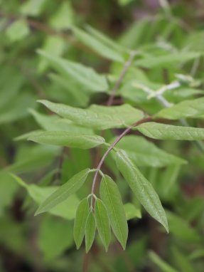 Wistaria floribunda ´Macrobotrys´ Vistárie květnatá 'Macrobotrys' Nelen pro zelen listy jaro