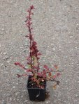 Berberis thunbergii 'Harlequin'Dřišťál Thunbergův 'Harlequin' Nelen pro zelen h9x9