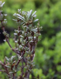 Hippophae rhamnoides 'Ananasná´ Rakytník řešetlákový 'Ananasná' Nelen pro zelen detail listy Hippophae rhamnoides 'Ananasná´ Rakytník řešetlákový 'Ananasná' Nelen pro zelen detail listy