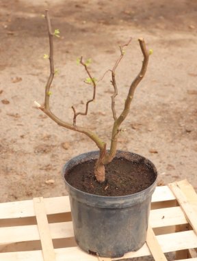 Robinia pseudoacacia ´Twisty Baby´® Trnovník akát 'Twisty Baby' ® Nelen pro zelen rašící rostlina