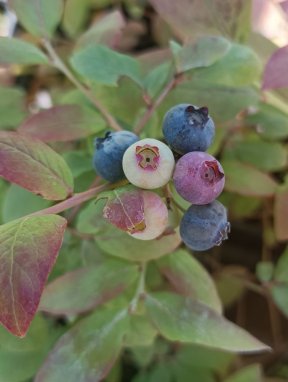 Vaccinium corymbosum 'Pioneer' Kanadská borůvka 'Pioneer' Nelen pro zelen plody
