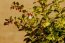 Brusnice brusinka Nelen pro zelen Vaccinium vitisiidaea plod