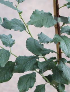 Prunus domestica 'Kamir' Švestka 'Kamir' Nelen pro zelen detail Prunus domestica 'Kamir' Švestka 'Kamir' Nelen pro zelen detail