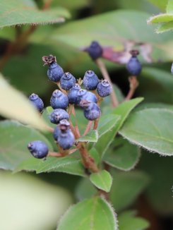 Viburnum tinus Kalina modroplodá Nelen pro zelen bobule