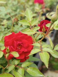 Rosa 'Limesglut' Růže zahradní 'Limesglut' Nelen pro zelen květy Rosa 'Limesglut' Růže zahradní 'Limesglut' Nelen pro zelen květy