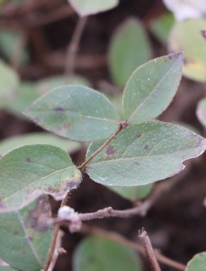 Lonicera fragrantissima Zimolez vonný Nelen pro zelen listy