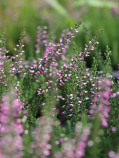 Calluna vulgaris 'Lilli' Vřes obecný 'Lilli' Nelen pro zelen květy Calluna vulgaris 'Lilli' Vřes obecný 'Lilli' Nelen pro zelen květy