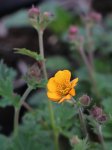Geum heldreichii(x) 'Georgensberg' Kuklík 'Georgensberg' Nelen pro zelen rozkvétající