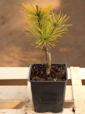 Pinus mugo 'Wintergold' Borovice kleč 'Wintergold' Nelen pro zelen sazenice h9x9