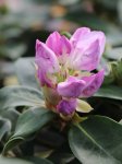 Rhododendron ´Gomer Waterer´ Rododendron 'Gomer Waterer' Nelen pro zelen rozkvétající poupě
