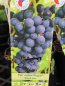 Vitis vinifera 'Regent' Vinná réva 'Regent' Nelen pro zelen etiketa