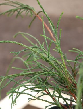 Thuja plicata ´Whipcord´ Zerav řasnatý 'Whipcord' Nelen pro zelen detail