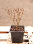 Punica granatum ´Chico´ Marhaník granátový 'Chico' Nelen pro zelen sazenice h9x9