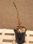 Sorbus aucuparia 'Titan' Jeřáb ptačí 'Titan' Nelen pro zelen kont 1L