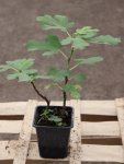 Ficus carica 'Francuesco' Fíkovník smokvoň 'Francuesco' Nelen pro zelen h9