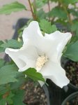 Hibiscus syriacus 'Eleonore´® Ibišek syrský 'Eleonore' ® Nelen pro zelen květ