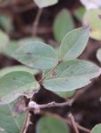 Lonicera fragrantissima Zimolez vonný Nelen pro zelen listy