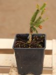 Picea abies´Pusch´ Smrk ztepilý 'Pusch' Nelen pro zelen sazenice h9x9