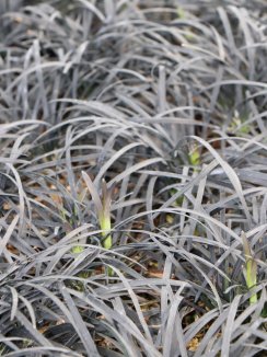 Sedoulek plochostvolý Nelen pro zelen Ophiopogon planiscapus list
