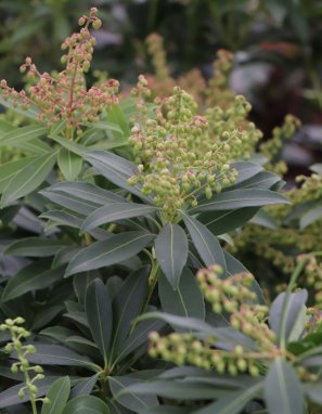 Pieris japonica 'Sarabande' Pieris japonský 'Sarabande' Nelen pro zelen poupata