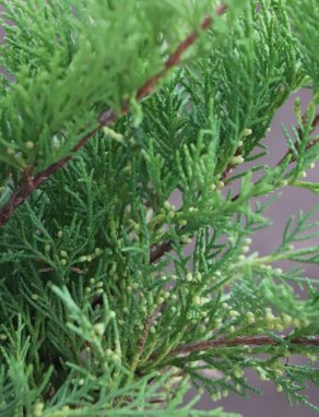 Juniperus x media 'Old Gold' Jalovec prostřední 'Old Gold' Nelen pro zelen detail