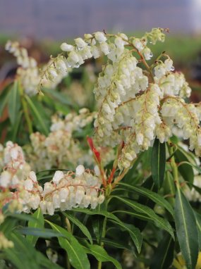 Pieris japonica 'Forest Flame' Pieris japonský 'Forest Flame' Nelen pro zelen květy