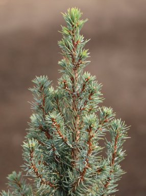 Picea glauca 'Sander´s Blue´ Smrk sivý zakrslý 'Sander's Blue' Nelen pro zelen detail