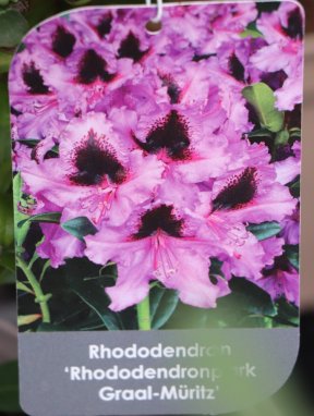 Rhododendron ´Graal Müritz´ Rododendron 'Graal Müritz' Nelen pro zelen etiketa