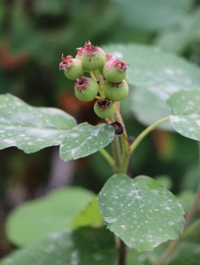 Amelanchier alnifolia 'Northline' Muchovník olšolistý 'Northline' Nelen pro zelen nezralé plody