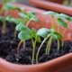 Předpěstování zeleniny a letniček