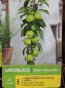 Jabloň 'Greencats' Nelen pro zelen Malus 'Greencats' plod