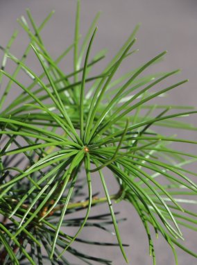 Sciadopitys verticillata Pajehličník přeslenitý Nelen pro zelen jehlice