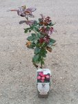 Rosa 'Pompeji' Růže 'Pompeji' Nelen pro zelen sazenice