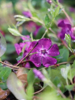 Vinca minor 'Atropurpurea´ Barvínek menší 'Atropurpurea' Nelen pro zelen květy