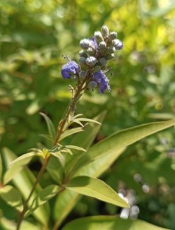 Vitex agnus-castus ´Latifolia´ Drmek obecn 'Latifolia' Nelen pro zelen poupě