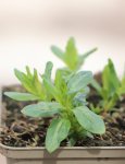 Lythrum salicaria JS® 'Pink Tails' Kyprej vrbice JS ® 'Pink Tails' Nelen pro zelen detail