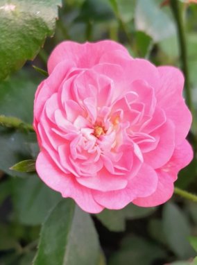 Rosa 'Lovely Fairy' Růže půdopokryvná 'Lovely Fairy' Nelen pro zelen květ
