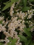 Pyracantha 'Orange Glow' Hlohyně 'Orange Glow' Nelen pro zelen květy