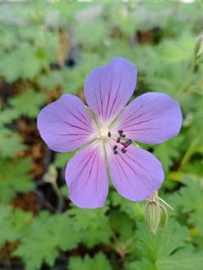 Geranium ´Johnson´s Blue´ Kakost 'Johnson's Blue' Nelen pro zelen květ