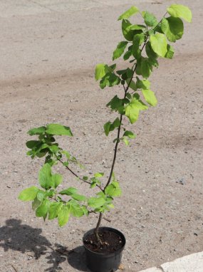 Kdouloň obecná 'Aurelia'