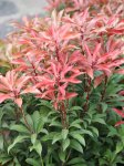 Pieris japonica 'Mountain Fire' Pieris japonský 'Mountain Fire' Nelen pro zelen listové přírůstky