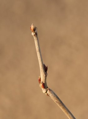 Wistaria floribunda ´Macrobotrys´ Vistárie květnatá 'Macrobotrys' Nelen pro zelen detail