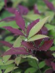 Nandina domestica 'Summer Sunset'® Nandina domácí 'Summer Sunset' ® Nelen pro zelen detail listů