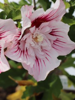 Hibiscus syriacus 'Starburst Chiffon' Ibišek syrský 'Starburst Chiffon' Nelen pro zelen květy