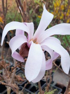 Magnolia loebneri 'Leonard Messel' Magnolie Loebnerova 'Leonard Messel' Nelen pro Zelen květ Magnolia loebneri 'Leonard Messel' Magnolie Loebnerova 'Leonard Messel' Nelen pro Zelen květ