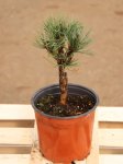Pinus sylvestris 'Watereri' Borovice lesní 'Watereri' Nelen pro zelen ko1.5L