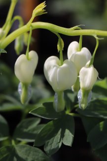 Dicentra spectabilis ´Alba´ Srdcovka nádherná 'Alba' Nelen pro zelen detail květu Dicentra spectabilis ´Alba´ Srdcovka nádherná 'Alba' Nelen pro zelen detail květu