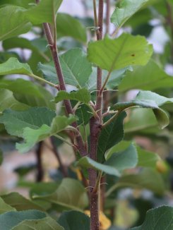 Malus domestica 'Topaz' Jabloň 'Topaz' Nelen pro zelen detail Malus domestica 'Topaz' Jabloň 'Topaz' Nelen pro zelen detail